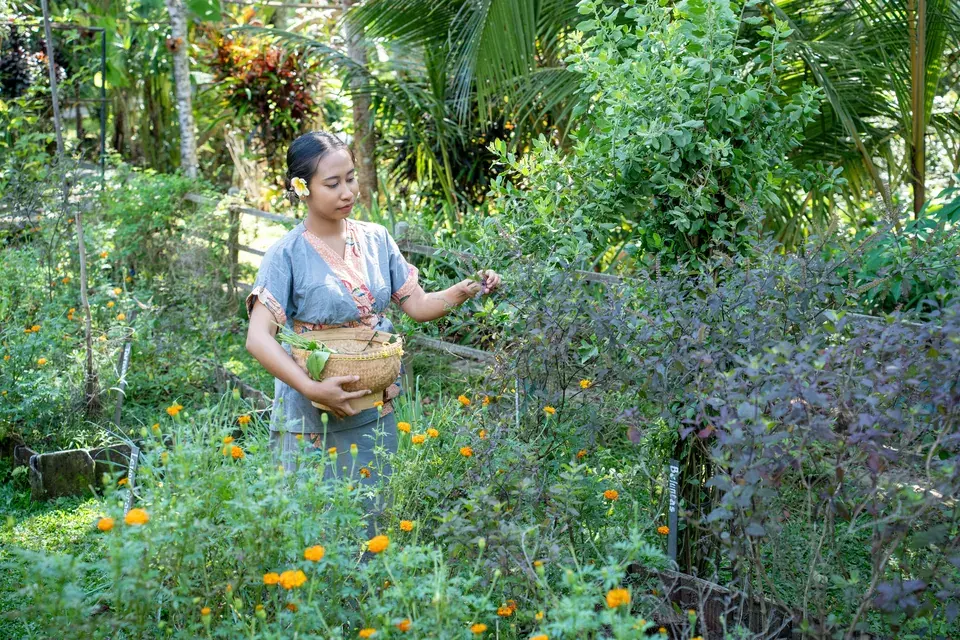 A member of the spa team gathering tulsi in the herb garden