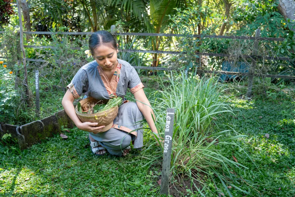 Collecting lemongrass beside the labelled garden bed